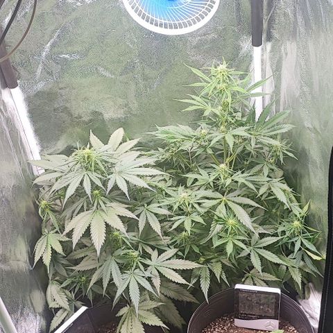Blueberry V.F. growlog photo: Mais um começo de semana se inicia, a cada dia mais próximo da vitória 🏅🍁🌱