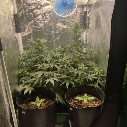 Blueberry V.F. growlog photo: Ontem a noite retirei algumas folhas que estavam fazendo sombra nos brotos e flores da parte baixa, e também aumentei o dimmer para 100%. Agora tô com a capacidade máxima de luz,. A sour diesel sofreu um pequeno acidente ontem, mas hoje ela já estava melhor. Espero não ter travado a plantinha. Segue o baile.!