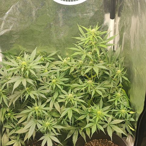 Blueberry V.F. growlog photo: Ontem a noite retirei algumas folhas que estavam fazendo sombra nos brotos e flores da parte baixa, e também aumentei o dimmer para 100%. Agora tô com a capacidade máxima de luz,. A sour diesel sofreu um pequeno acidente ontem, mas hoje ela já estava melhor. Espero não ter travado a plantinha. Segue o baile.!