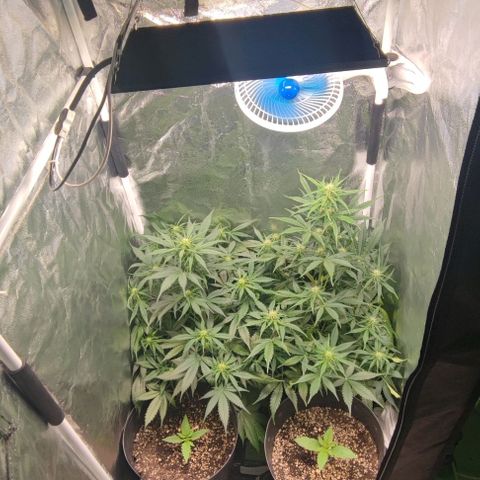 Blueberry V.F. growlog photo: Ontem a noite retirei algumas folhas que estavam fazendo sombra nos brotos e flores da parte baixa, e também aumentei o dimmer para 100%. Agora tô com a capacidade máxima de luz,. A sour diesel sofreu um pequeno acidente ontem, mas hoje ela já estava melhor. Espero não ter travado a plantinha. Segue o baile.!