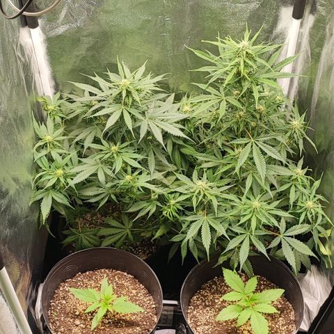 Blueberry V.F. growlog photo: A Moby-D já está resinando 