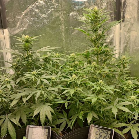 Blueberry V.F. growlog photo: 51 dias de vida das mais velhas.🙏