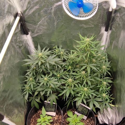 Blueberry V.F. growlog photo: 51 dias de vida das mais velhas.🙏