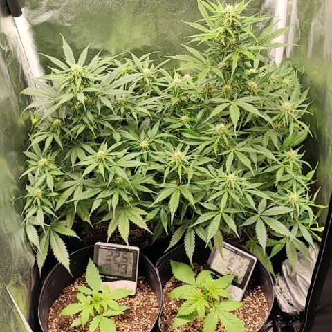 Blueberry V.F. growlog photo: Jardim lindo demais 😍