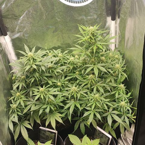 Blueberry V.F. growlog photo: Foto de hoje cedo antes de sair de casa 