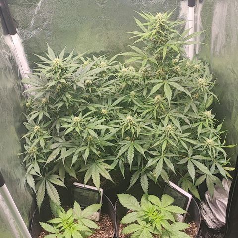 Blueberry V.F. growlog photo: Eu tô super orgulhoso do meu primeiro trabalho!! Lindo demais 😍
