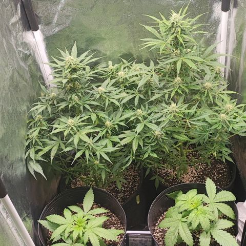 Blueberry V.F. growlog photo: Fiz uma desfoliacao nas plantas. Estava com muit folha. Fiz o que pude. Espero não dar merda 