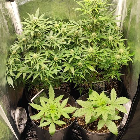 Blueberry V.F. growlog photo: Moby-D resinada demais. Mais umas 4 semanas e faca