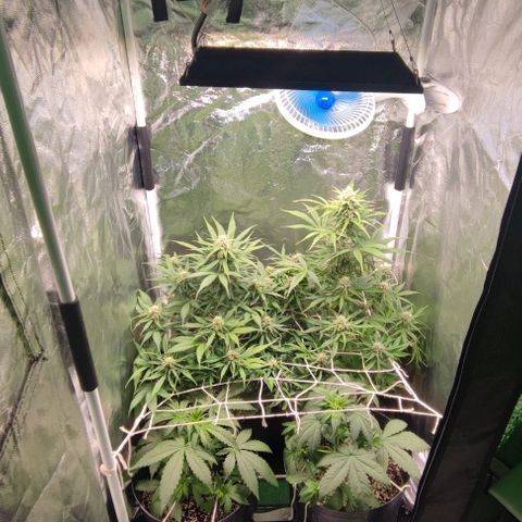 Blueberry V.F. growlog photo: 60 dias das meninas ai. A blueberry parece que já está começando a mudar a cor dos pistilos. De mais tá tudo fluindo nós conformes, só esperando a hora de vrau!