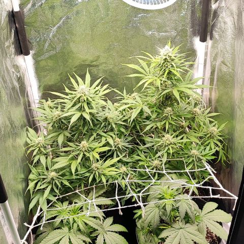 Blueberry V.F. growlog photo: 60 dias das meninas ai. A blueberry parece que já está começando a mudar a cor dos pistilos. De mais tá tudo fluindo nós conformes, só esperando a hora de vrau!