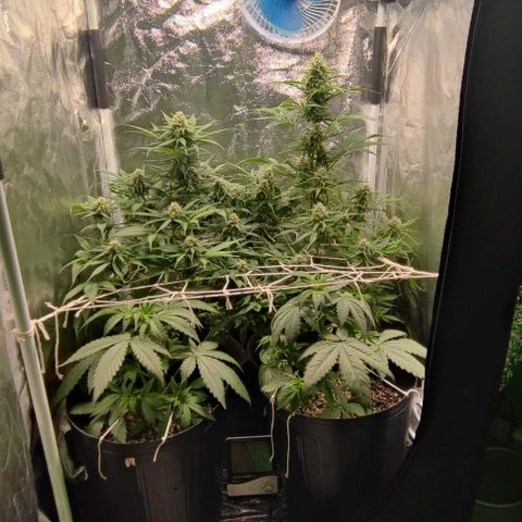 Blueberry V.F. growlog photo: 60 dias das meninas ai. A blueberry parece que já está começando a mudar a cor dos pistilos. De mais tá tudo fluindo nós conformes, só esperando a hora de vrau!