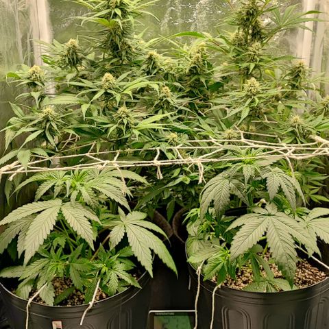 Blueberry V.F. growlog photo: 60 dias das meninas ai. A blueberry parece que já está começando a mudar a cor dos pistilos. De mais tá tudo fluindo nós conformes, só esperando a hora de vrau!
