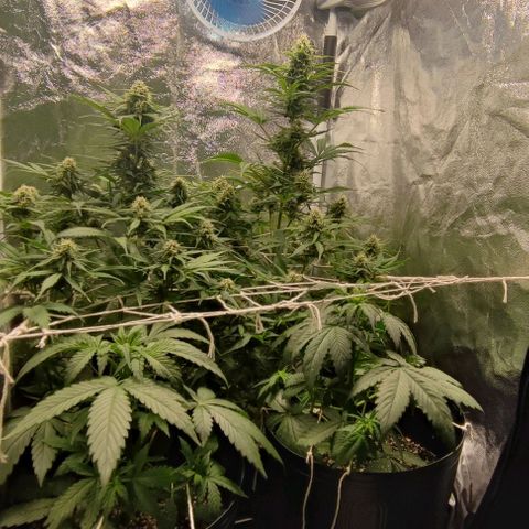 Blueberry V.F. growlog photo: 60 dias das meninas ai. A blueberry parece que já está começando a mudar a cor dos pistilos. De mais tá tudo fluindo nós conformes, só esperando a hora de vrau!