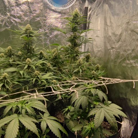 Blueberry V.F. growlog photo: 60 dias das meninas ai. A blueberry parece que já está começando a mudar a cor dos pistilos. De mais tá tudo fluindo nós conformes, só esperando a hora de vrau!