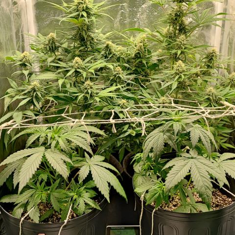 Blueberry V.F. growlog photo: 60 dias das meninas ai. A blueberry parece que já está começando a mudar a cor dos pistilos. De mais tá tudo fluindo nós conformes, só esperando a hora de vrau!