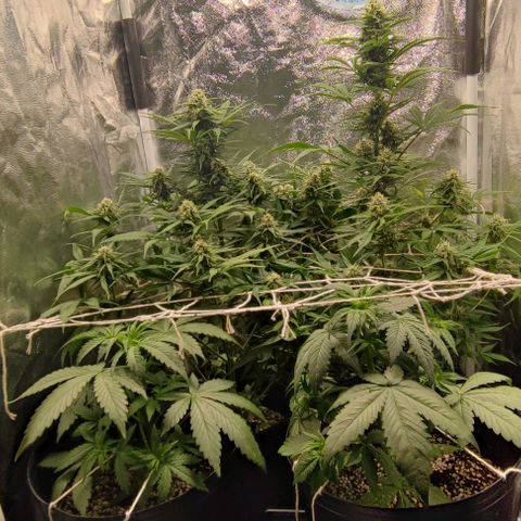 Blueberry V.F. growlog photo: 60 dias das meninas ai. A blueberry parece que já está começando a mudar a cor dos pistilos. De mais tá tudo fluindo nós conformes, só esperando a hora de vrau!