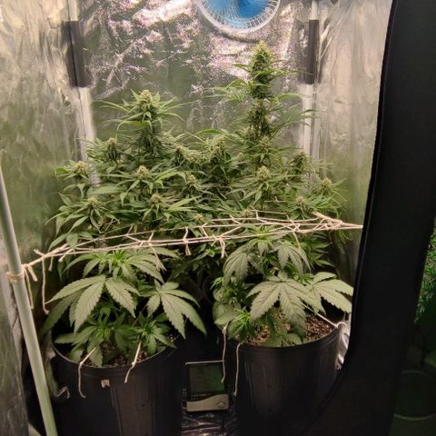 Blueberry V.F. growlog photo: 60 dias das meninas ai. A blueberry parece que já está começando a mudar a cor dos pistilos. De mais tá tudo fluindo nós conformes, só esperando a hora de vrau!