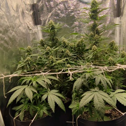 Blueberry V.F. growlog photo: 60 dias das meninas ai. A blueberry parece que já está começando a mudar a cor dos pistilos. De mais tá tudo fluindo nós conformes, só esperando a hora de vrau!