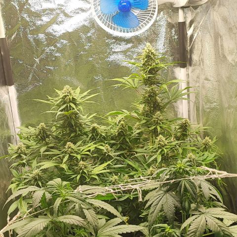 Blueberry V.F. growlog photo: Resinadas demais 😍
