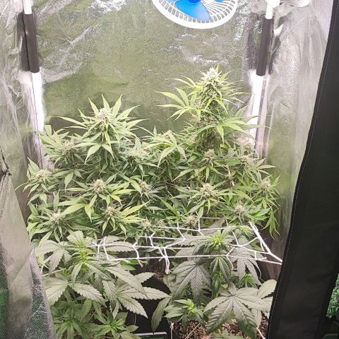 Blueberry V.F. growlog photo: Resinadas demais 😍