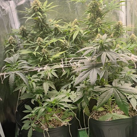 Blueberry V.F. growlog photo: Hoje foi sinistro. As plantas mais velhas beberam 4 litros de água com fert koolbloom, elas estão super bem e os buds cada dia mais gordos