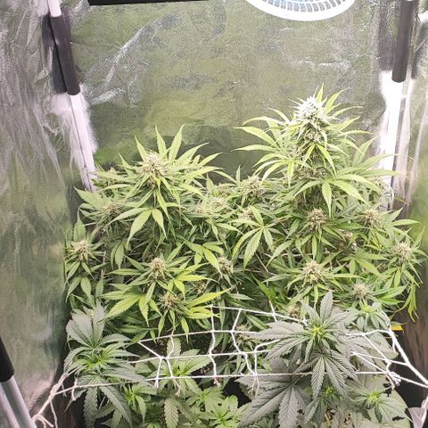 Blueberry V.F. growlog photo: Hoje foi sinistro. As plantas mais velhas beberam 4 litros de água com fert koolbloom, elas estão super bem e os buds cada dia mais gordos