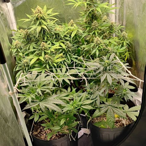 Blueberry V.F. growlog photo: Fase final da blueberry. A critical purple já está na flora e a Moby-D continua engordando as flores. A sour diesel segue travada, mas está quase na pré flora. Rendimento maravilhoso até agora das mais velhas. Acredito que devo cortar a blueberry até a metade do mês de agosto, só estou observando os tricomas e os pistilos.. esperando o melhor momento 🧬🍁❄️