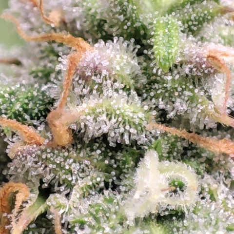 Blueberry V.F. growlog photo: Quer pirulito? Jaskaskaskas