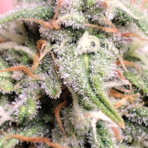 Blueberry V.F. growlog photo: Quer pirulito? Jaskaskaskas