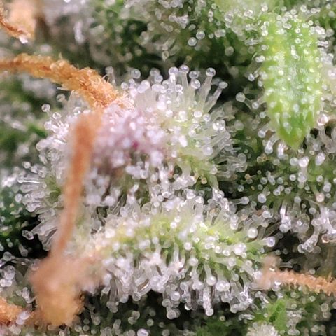 Blueberry V.F. growlog photo: Quer pirulito? Jaskaskaskas