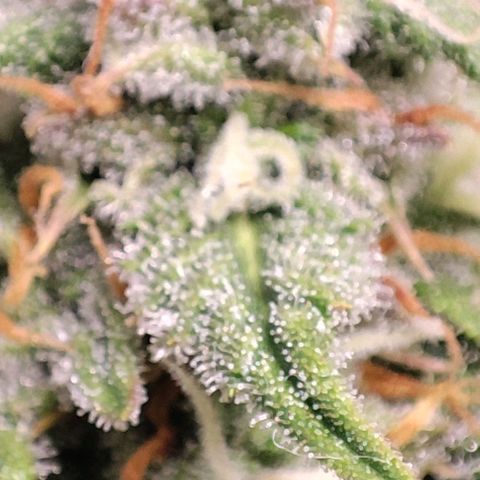 Blueberry V.F. growlog photo: Quer pirulito? Jaskaskaskas