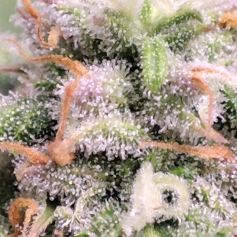Blueberry V.F. growlog photo: Quer pirulito? Jaskaskaskas