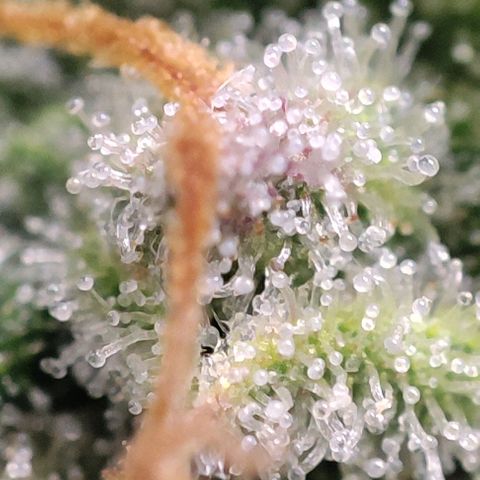 Blueberry V.F. growlog photo: Quer pirulito? Jaskaskaskas