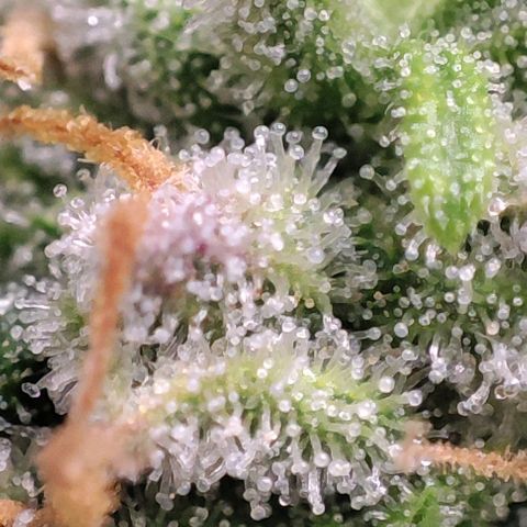 Blueberry V.F. growlog photo: Quer pirulito? Jaskaskaskas