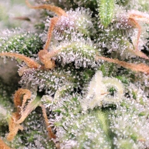 Blueberry V.F. growlog photo: Quer pirulito? Jaskaskaskas