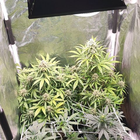 Blueberry V.F. growlog photo: Cheiro muito intenso no ambiente. Mulher tá reclamando muito, mas amanhã vou resolver. Tirando isso as plantas seguem lindas e resinadas
