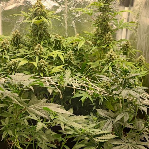 Blueberry V.F. growlog photo: Cheiro muito intenso no ambiente. Mulher tá reclamando muito, mas amanhã vou resolver. Tirando isso as plantas seguem lindas e resinadas