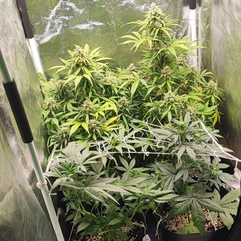 Blueberry V.F. growlog photo: Cheiro muito intenso no ambiente. Mulher tá reclamando muito, mas amanhã vou resolver. Tirando isso as plantas seguem lindas e resinadas