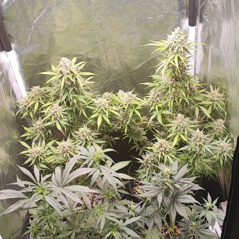 Blueberry V.F. growlog photo: Defoliacao hasd nas mais velhas. Bora ver se agora as flores pegam mais luz 
