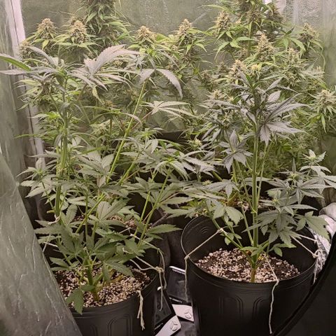Blueberry V.F. growlog photo: Defoliacao hasd nas mais velhas. Bora ver se agora as flores pegam mais luz 