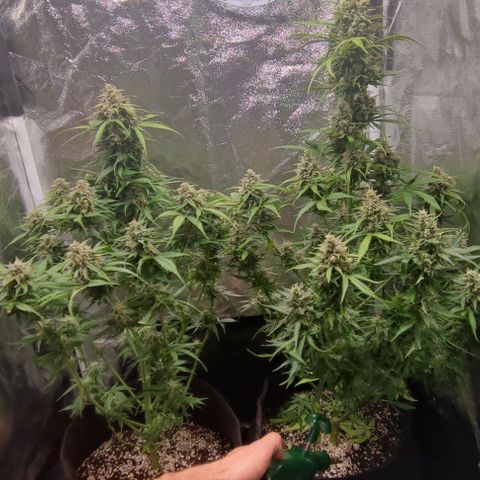 Blueberry V.F. growlog photo: Defoliacao hasd nas mais velhas. Bora ver se agora as flores pegam mais luz 
