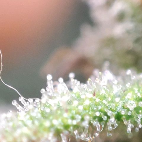 Blueberry V.F. growlog timeline photo