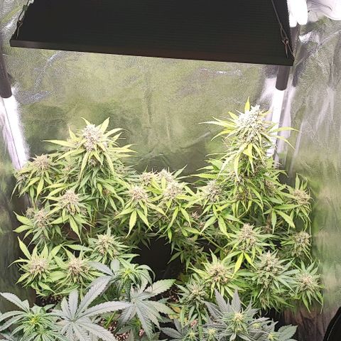 Blueberry V.F. growlog timeline photo