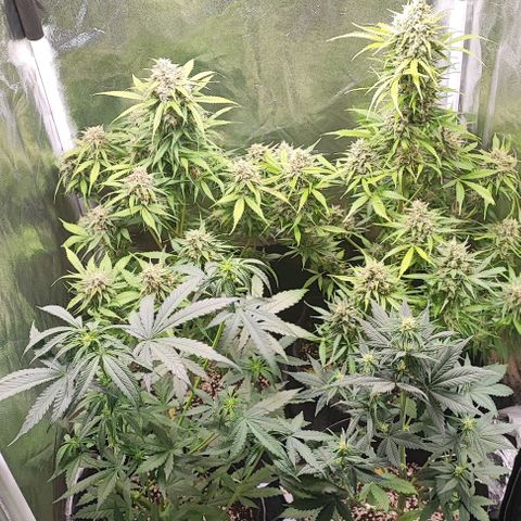 Blueberry V.F. growlog timeline photo