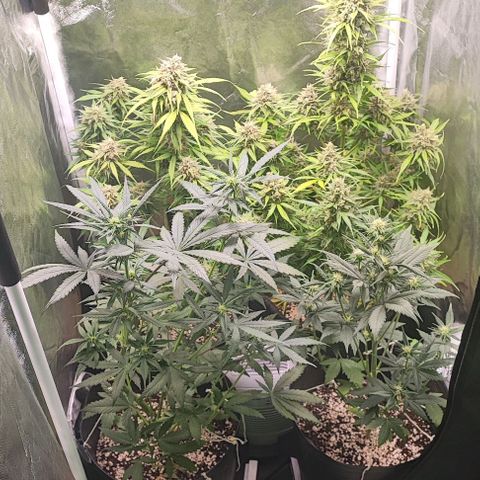 Blueberry V.F. growlog photo: Últimos dias de vida da blueberry e logo em seguida a Moby estará pronta pra colheita.