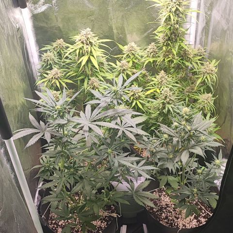 Blueberry V.F. growlog photo: Últimos dias de vida da blueberry e logo em seguida a Moby estará pronta pra colheita.