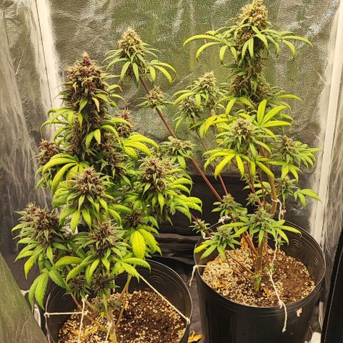 Blueberry V.F. growlog photo: 74 dias de vida mais ou menos. Logo menos e faca 