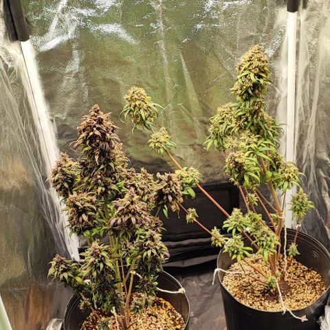 Blueberry V.F. growlog photo: Mais um ciclo chegando ao fim  .