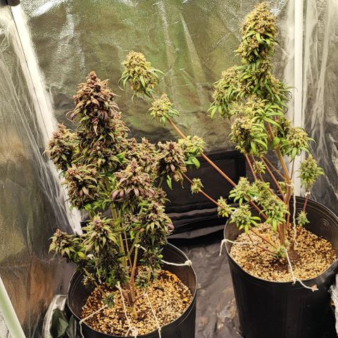 Blueberry V.F. growlog photo: Mais um ciclo chegando ao fim  .