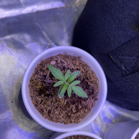 Runtz Muffin growlog timeline photo